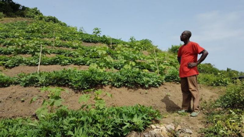 A Saint Lucian farmer surveys his crops, during the annual dry season-8540ac61f4cf6ad68940b2d0d7bd7dbf1623908296.jpeg